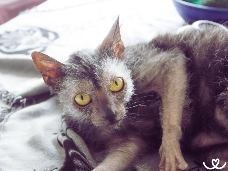 Kocici-plemeno-lykoi (6)
